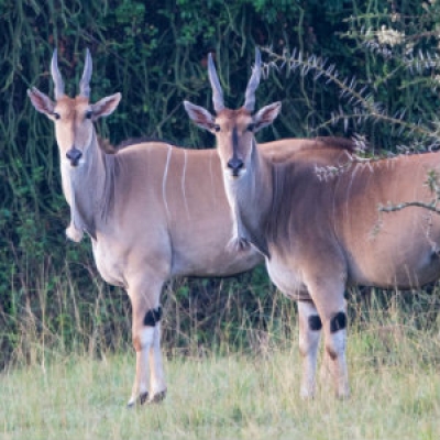 Common eland