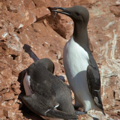 Common Murre