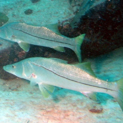 Common snook