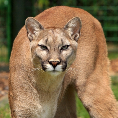 Cougar