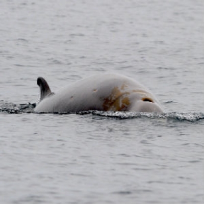 Cuvier's beaked whale