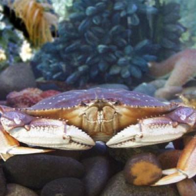 Dungeness crab