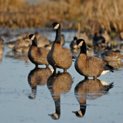 Dusky Canafa Goose