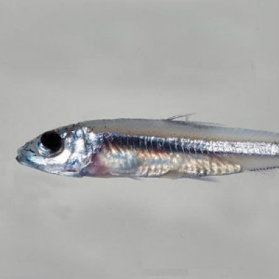 Dwarf herring