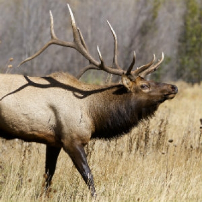 Elk