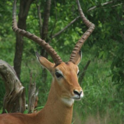 Common impala