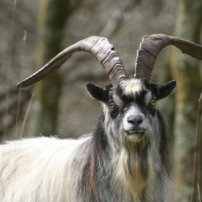 Feral Goat