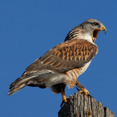 Ferruginous Hawk