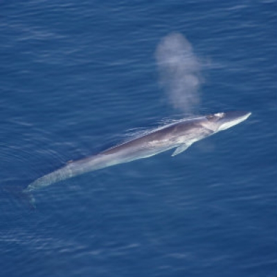 Fin Whale