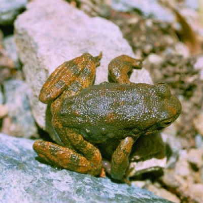 Foothill yellow-legged frog