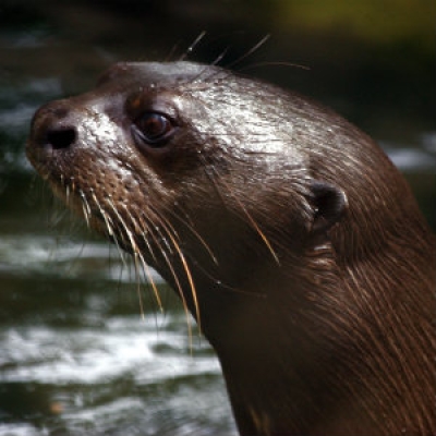 Giant River Otter