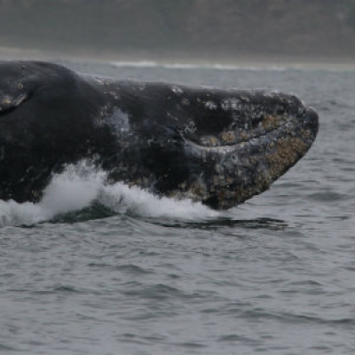 Gray whale