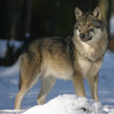 Gray wolf