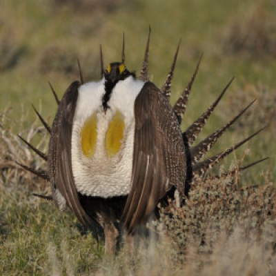 Greater sage-grouse