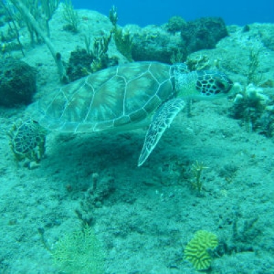 Green sea turtle