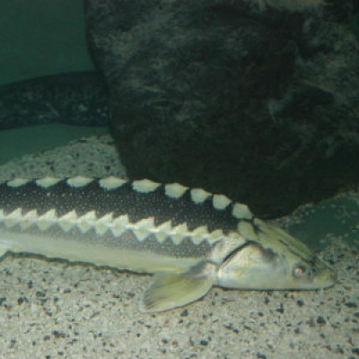 Green sturgeon