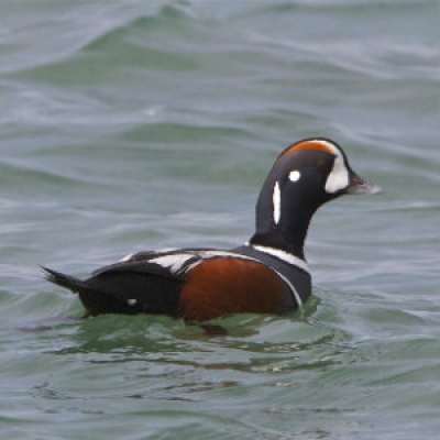 Harlequin duck