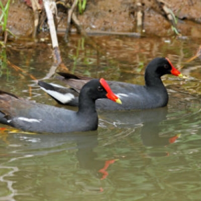 Hawaiian Common Gallinule