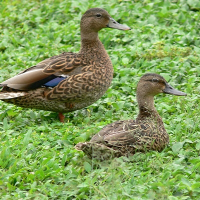 Hawaiian duck