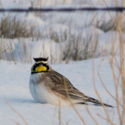 Streaked Horned Lark 