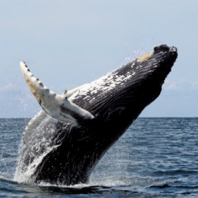 Humpback Whales