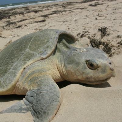 Kemp's Ridley sea turtle