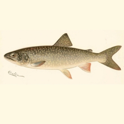 Lake trout