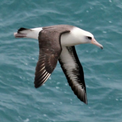 Laysan Albatross