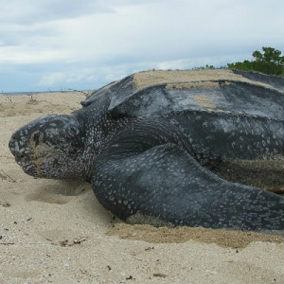 Leatherback seaturtle