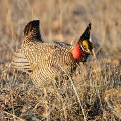 Lesser prairie-chicken