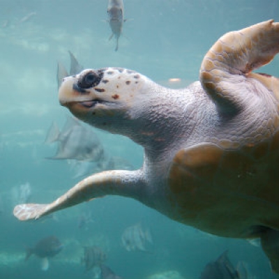 Loggerhead sea turtle