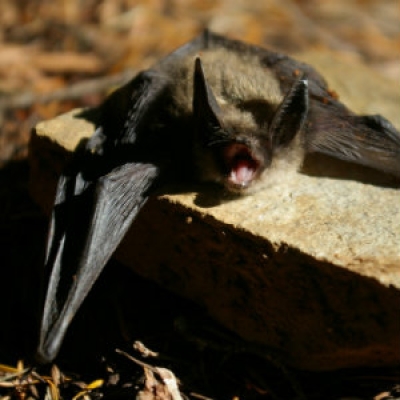 Long-eared myotis