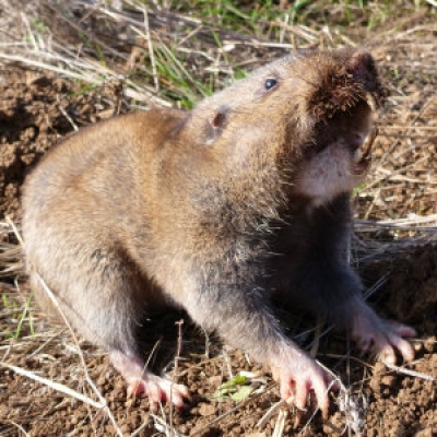 Camas pocket gopher