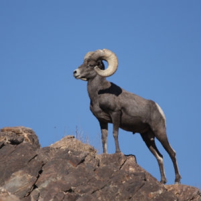 Desert Bighorn Sheep