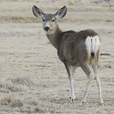 Mule deer