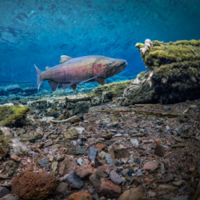 Redband rainbow trout