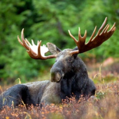 Moose