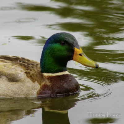 Mallard