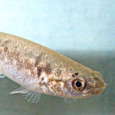 Mangrove rivulus