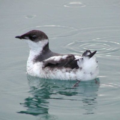 Marbled Murrelet