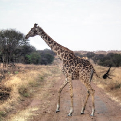 Masai Giraffe