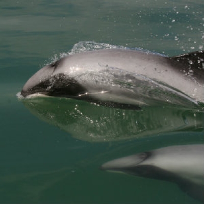 Maui dolphin