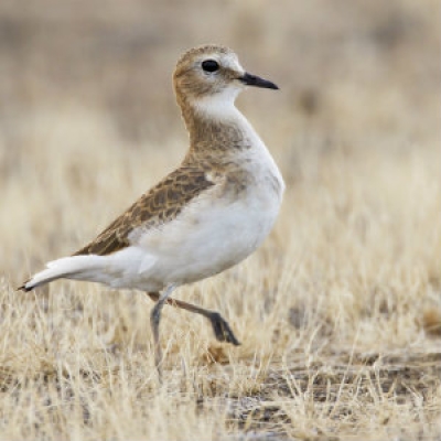 Mountain Plover