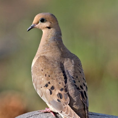 Mourning Dove