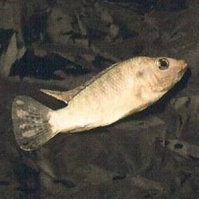 Nile Tilapia