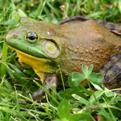 North American Bullfrog