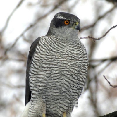 Northern Goshawk