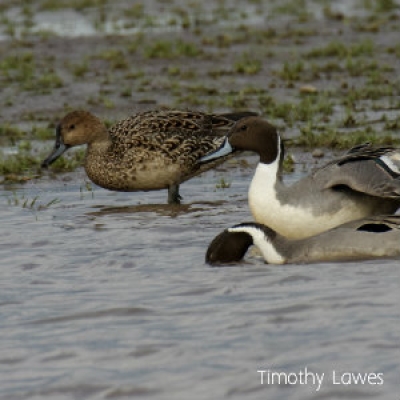 Northern Pintail