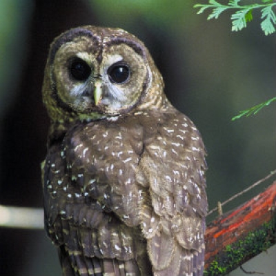 Northern Spotted Owl