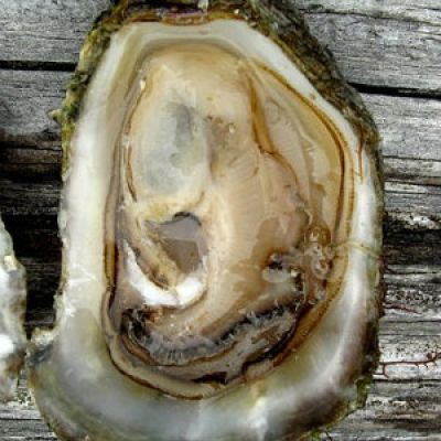 Olympia oyster